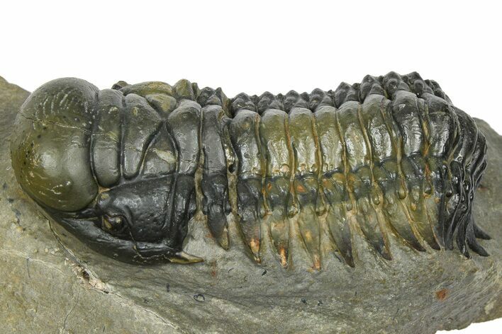 Detailed Crotalocephalina Trilobite - Atchana, Morocco #372404
